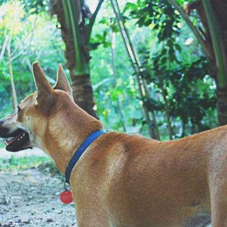 팡라오 Bohol Coco Farm 호스텔 외부 사진