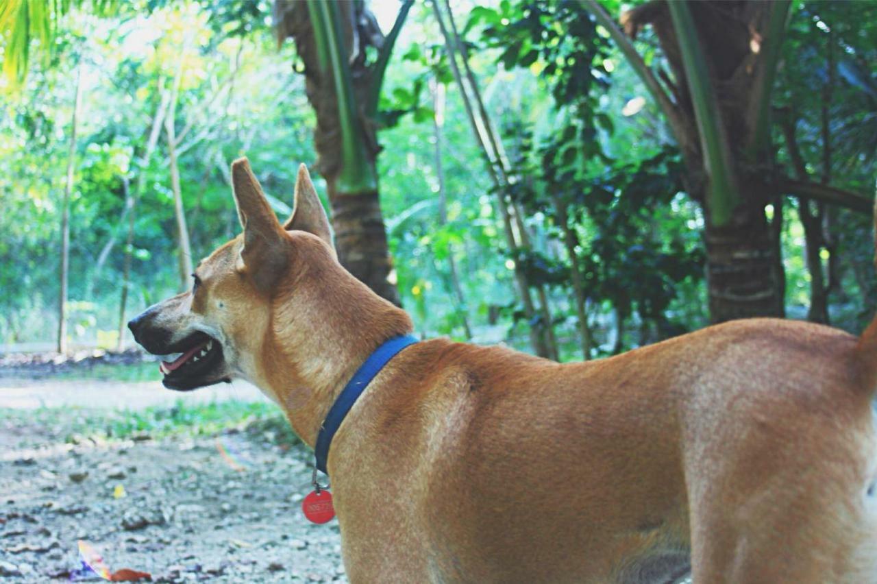 팡라오 Bohol Coco Farm 호스텔 외부 사진